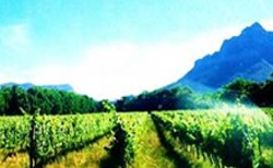 Full Day Winelands Tour